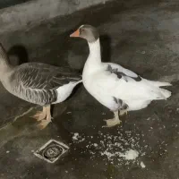 یه جفت غاز گم شده