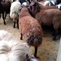 بره نر چاق پرگوشت پرواری درجه یک|حیوانات مزرعه|ملایر, |دیوار