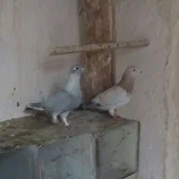 کبوتر|پرنده|نقده, |دیوار