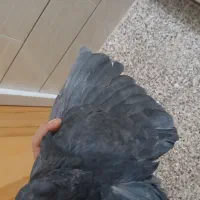 سیاه دم  سفید|پرنده|مبارکه, |دیوار