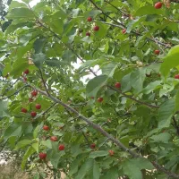 باغ به مساحت ۱۴۰۰ متر|فروش زمین و ملک کلنگی|گلمکان, |دیوار