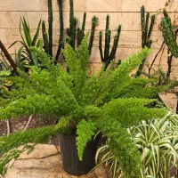 دم روباهی یا شویدی افوربیا با پیوند لاکتی|گل و گیاه طبیعی|تهران, سلسبیل شمالی|دیوار