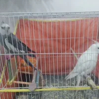 عروس هلندی البینو