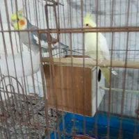 عروس هلندی