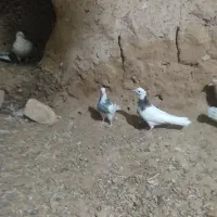 رنگه