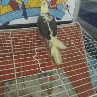 عروس هلندی نر