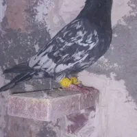 کبوتر شهرستانی