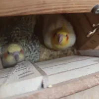 پرنده یک جفت عروس هلندی