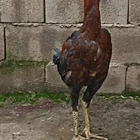 خوروس‌لاری‌اصل
