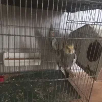 پرنده عروس هلندی