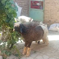 فروش بره|حیوانات مزرعه|بروجن, |دیوار