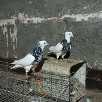 کفتر جفتگاه رنگه و المانی و هفترنگ|پرنده|مشهد, سرافرازان|دیوار