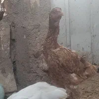 مرغ لاری اصل
