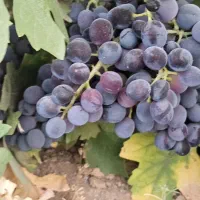 باغ ویلایی با آب چشمه