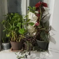 گل طبیعی|گل و گیاه طبیعی|خلخال, |دیوار