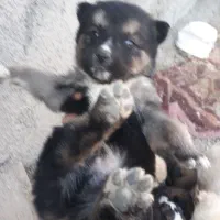 سگ هاسکی|سگ|آشخانه, |دیوار