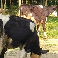 گوساله سیمنتال مونت هلشتاین برن سوئیس از۱۱۵تومن