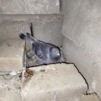کفترپلاکی|پرنده|یزد, |دیوار