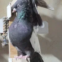 کبوتر ماده سینه دم‌سفید سرکه ای