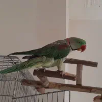 شاه طوطی|پرنده|صدرا-فارس, فاز ۱|دیوار