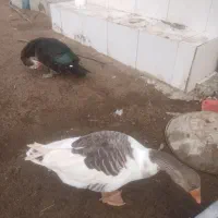 3عدد غاز ماده تخم گذار