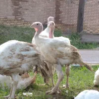 بهترین بوقلمون