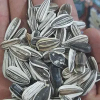 تخمه خام درشت وتازه