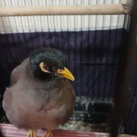 مرغ مینا فول دستی سخنگو