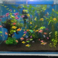 آکواریوم پارسیان