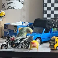 طوطی برزیلی|پرنده|چهاردانگه (تهران), |دیوار