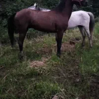 فروش فوری اسب جوان کرد میزان و پرخون|اسب و تجهیزات اسبسواری|پرهسر, |دیوار