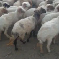 گوسفند