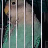 طوطی برزیلی پاستیلی  نر با همه وسایلش