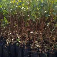 مرکز فروش و پخش نهال پسته پاکتی