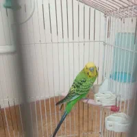 مرغ عشق دستی با قفس کامل