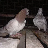 کفتر غریب گیری