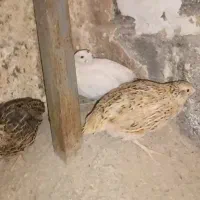 ۴ عدد بلدرچین