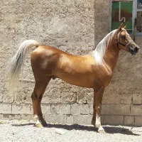 اسب سمند یال و دم شسته