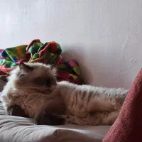 واگذاری گربه خانگی