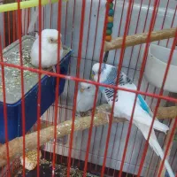 مرغ عشق|پرنده|مسجد سلیمان, |دیوار