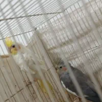 عروس هلندی دم طاووسی