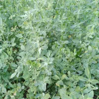 یونجه خونگی