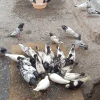 کبوتر