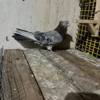 سور ماده و سبز ماده