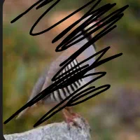 بلدرچین کوهی