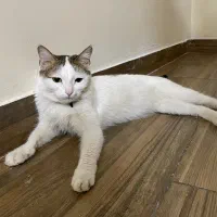 واگذاری گربه