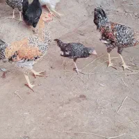 فروشی|حیوانات مزرعه|شوشتر, |دیوار