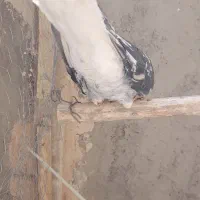 سفید چشم ونوک.سروردم سفید..سبز|پرنده|خمینی‌شهر, |دیوار