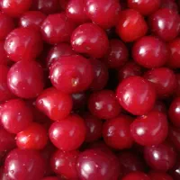 ترشی آلبالو