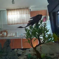 لجن خوار